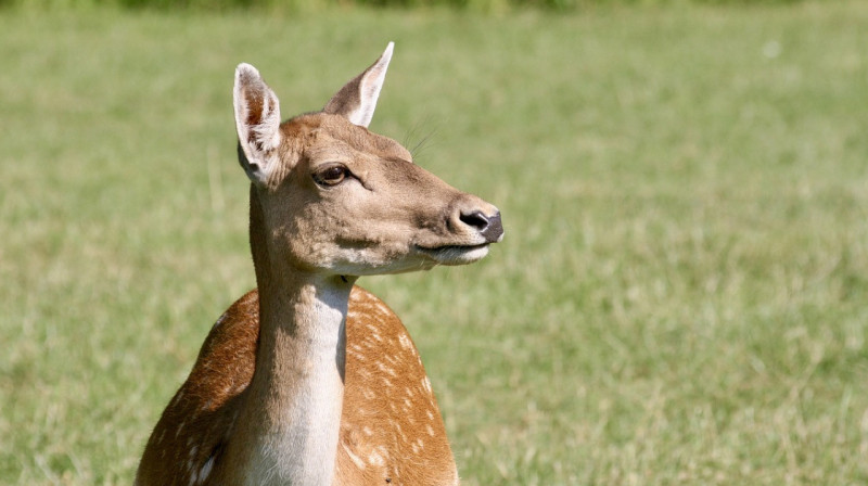 Отстреленных в Казахстане сайгаков планируют продавать зарубежом