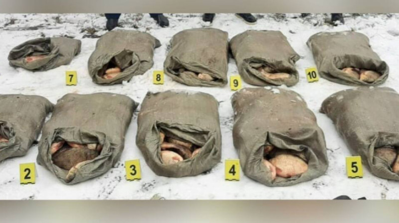 Житель Экибастуза незаконно перевозил в авто 271 кг рыбы