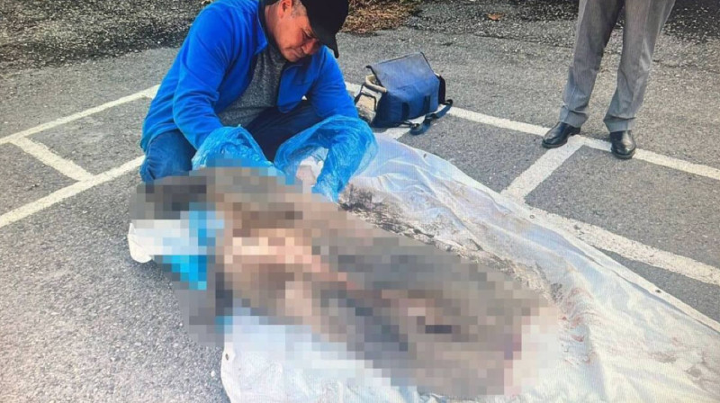 В Абайской области мужчина застрелил дикого кабана