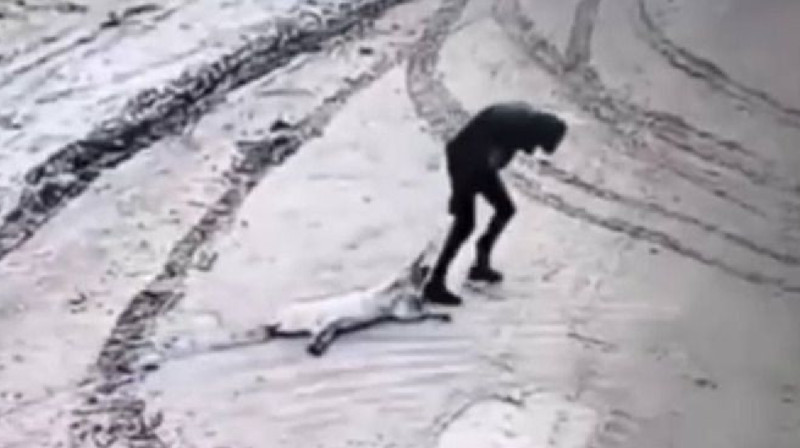 Живодеру в Мангистау грозит уголовная ответственность за жестокое убийство собаки