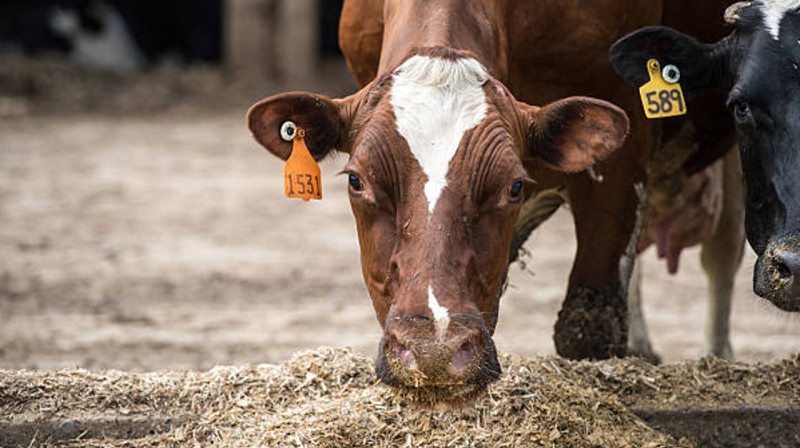 На зимовку скота в Казахстане заготовили 40 млн тонн кормов