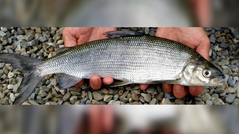 Запрет на рыболовство ввели в области Абай