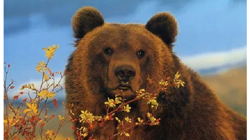 В сельскую школу забрался медведь