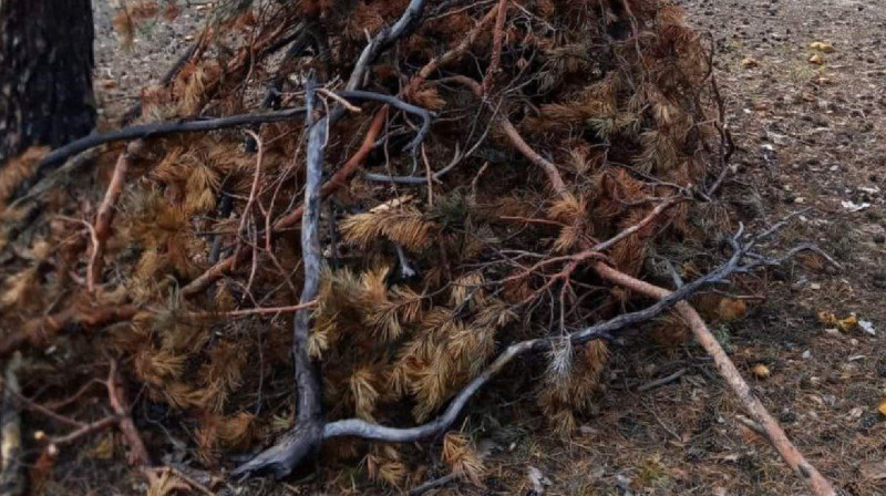 «Семей Орманы» пытались поджечь в Абайской области