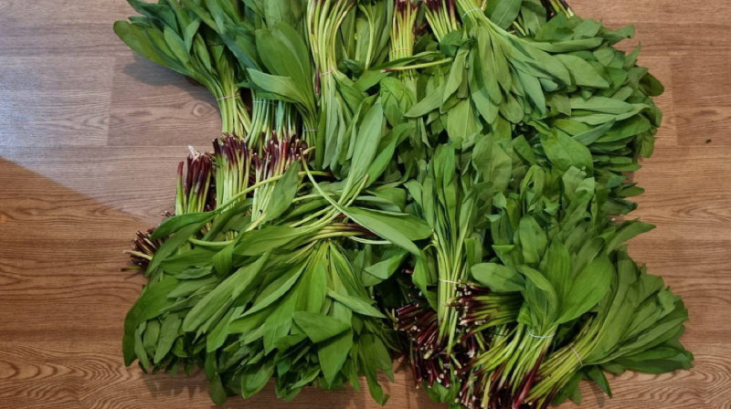 Женщину осудили за сбор черемши в Риддере