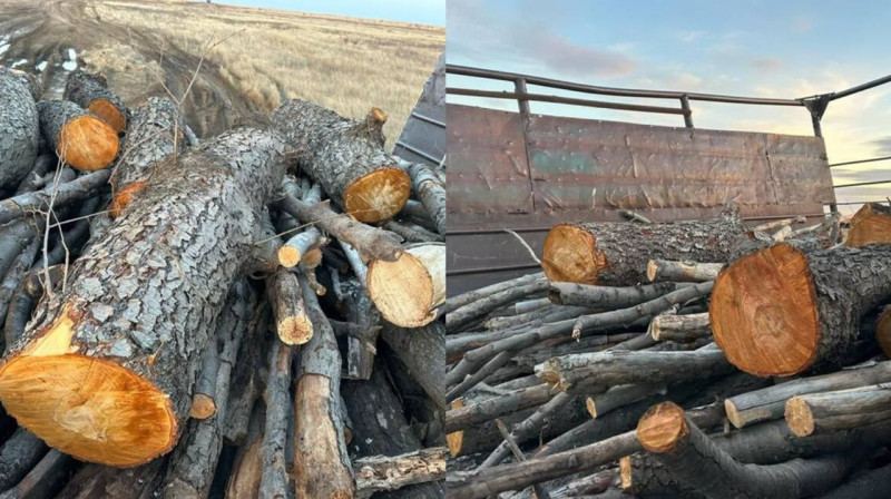 Двое сельчан вырубили краснокнижные деревья в Актюбинской области