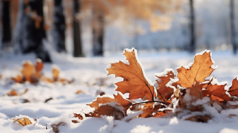 Прогноз погоды в Казахстане на 11 ноября