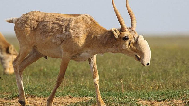 23 туши сайгаков обнаружили полицейские в гараже частного дома