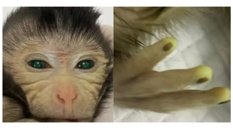 Китайские ученые впервые создали обезьяну-химеру