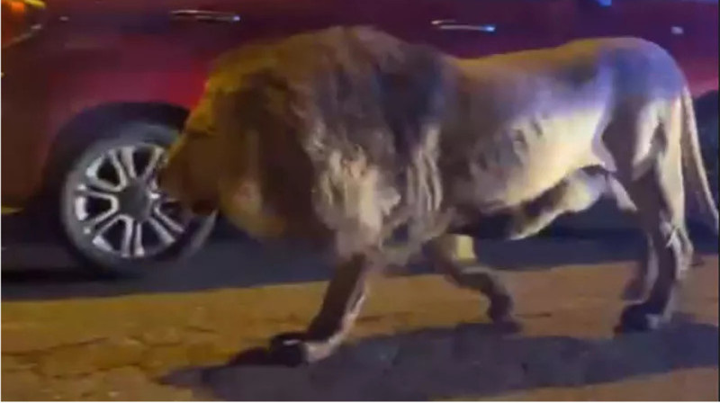 Сбежавший из цирка лев разгуливал по улицам одного из городов Италии. ВИДЕО
