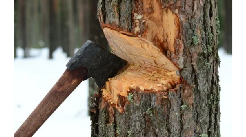 Почти тысячу деревьев незаконно вырубили двое мужчин