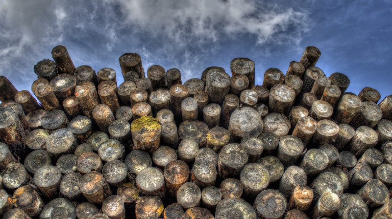 Более тысячи деревьев вырубили двое жителей Жетысуской области