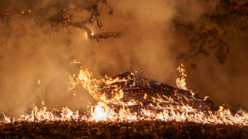 Двух руководителей "Семей орманы" судят по делу о пожаре в Абайской области