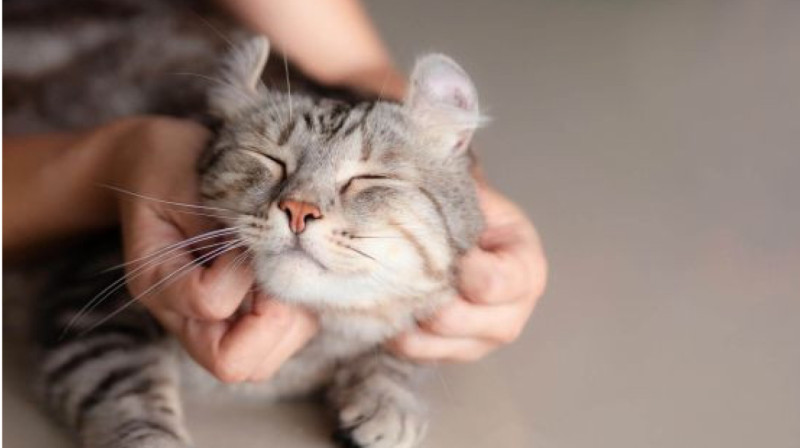 15 тысяч животных чипируют в Алматы