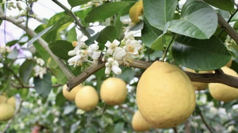 Огромный лимонарий требуют построить атырауские депутаты