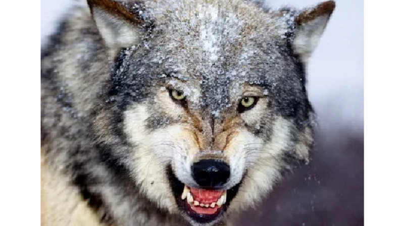 В ВКО волки держат в страхе целый район