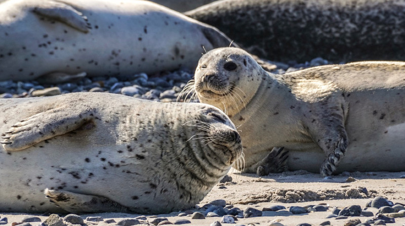 Резерват для тюленей создадут в Мангистауской области