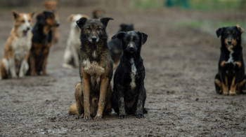 В Казахстане за полгода более 80 детей пострадали от нападений бродячих собак