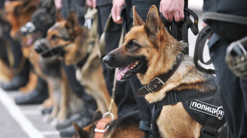 Хвостатые "полицейские" помогли раскрыть 143 преступления в Кызылординской области