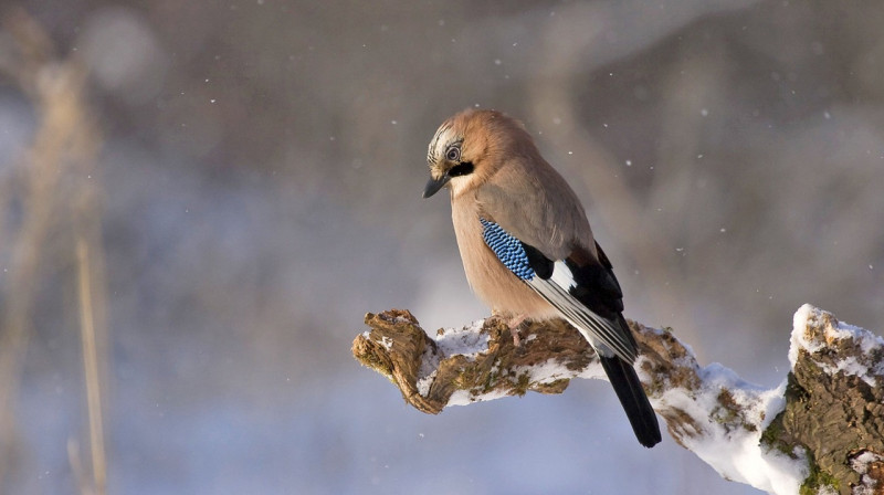 Метель, туман и гололед прогнозируют синоптики на большей части Казахстана