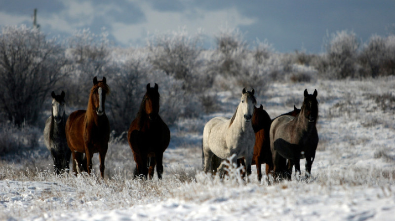 В Туркестанской области нашли табун лошадей, сбившихся с пути в непогоду