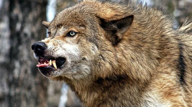 Число пострадавших от укусов волка выросло в Каркаралинске