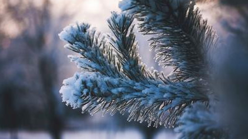 Сколько дней отдохнут казахстанцы в январе