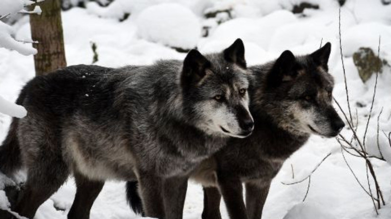 В Каркаралинске убили волка, покусавшего людей
