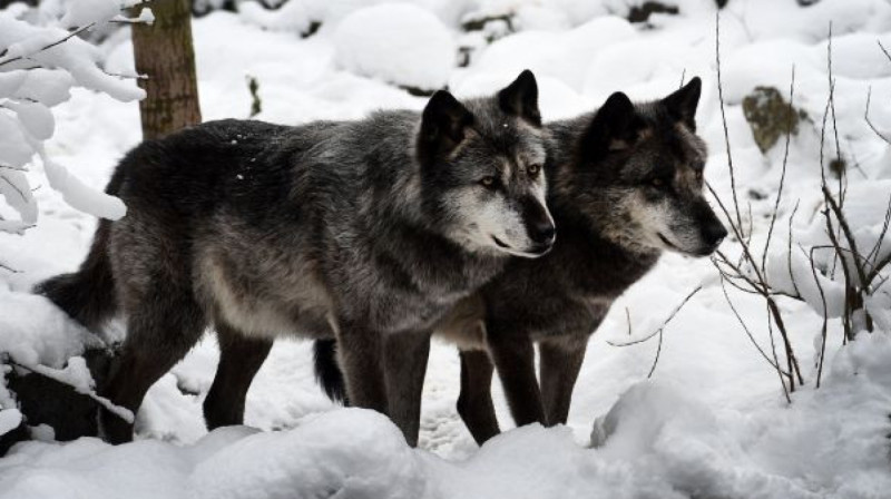 Волк покусал двух женщин в Каркаралинске