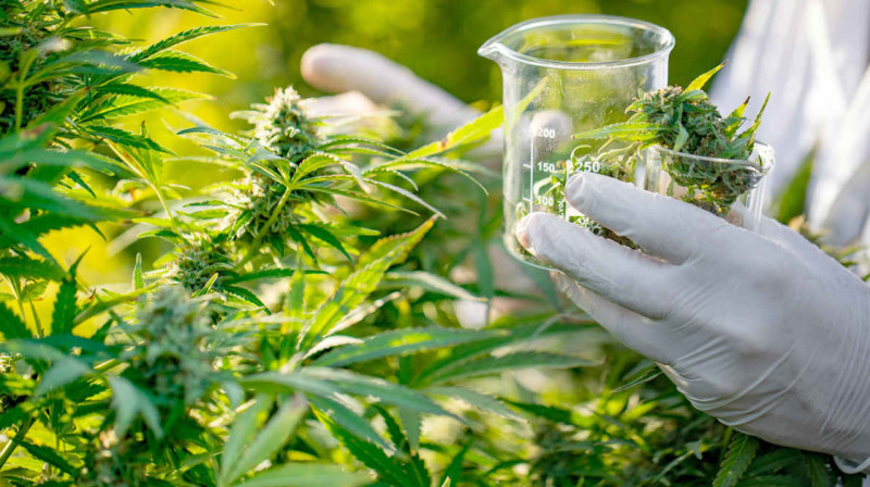 В Украине приняли законопроект о легализации медицинского каннабиса