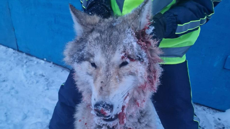 Покусавший трех женщин волк, оказался бешеным