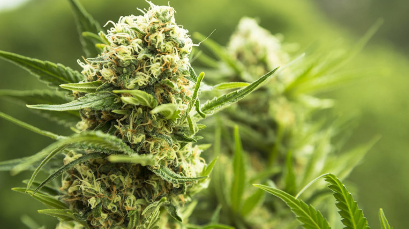 Рэпера задержали за распространение наркотиков полицейские Павлодарской области