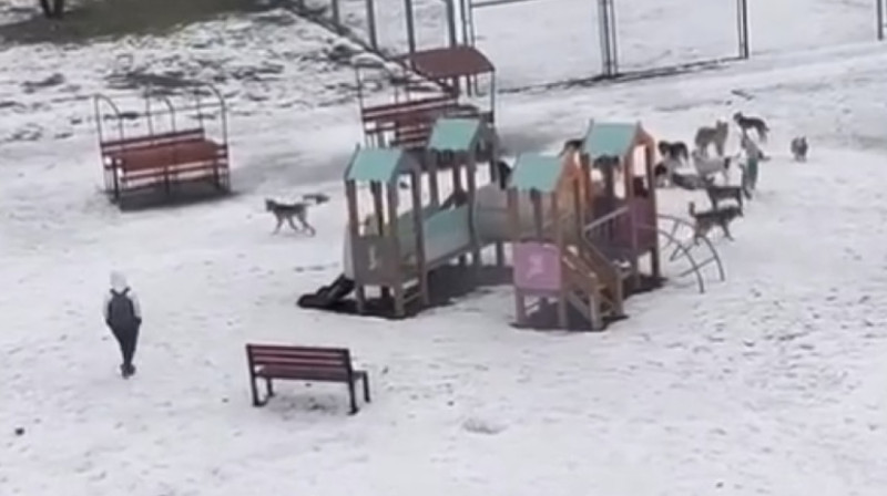 Стая бродячих собак напала на ребенка в Алматинской области