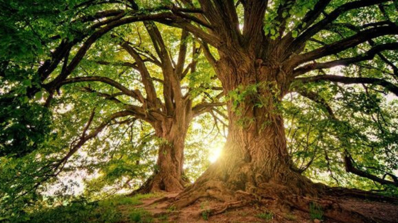 Женщина закрутила любовный роман с деревом