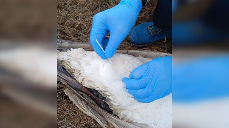 Гибель лебедей в Мангистауской области: специалисты назвали причину смерти птиц