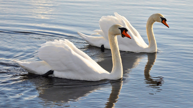 Экологи подтвердили массовый мор лебедей в Мангистауской области