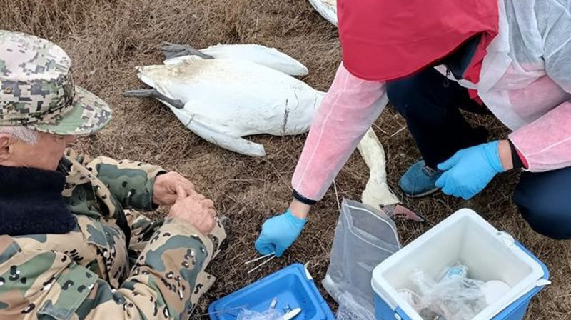 Экологи занижают число погибших лебедей в Мангистауской области