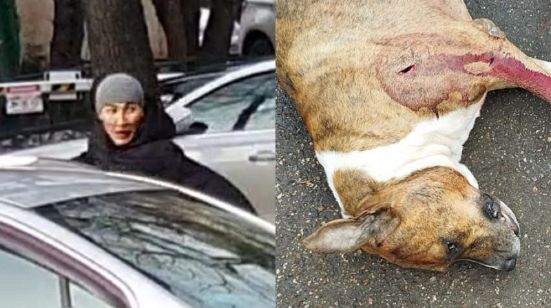 Собака спасла алматинца ценой собственной жизни