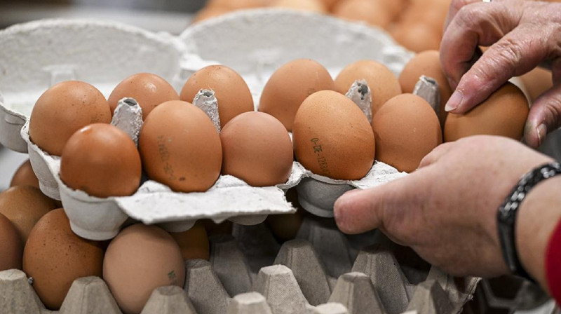 Турция будет снабжать яйцами Россию