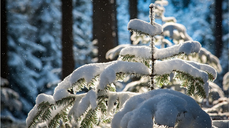 Метель и сильный снег: в Казахстане в очередной раз объявили штормовое предупреждение