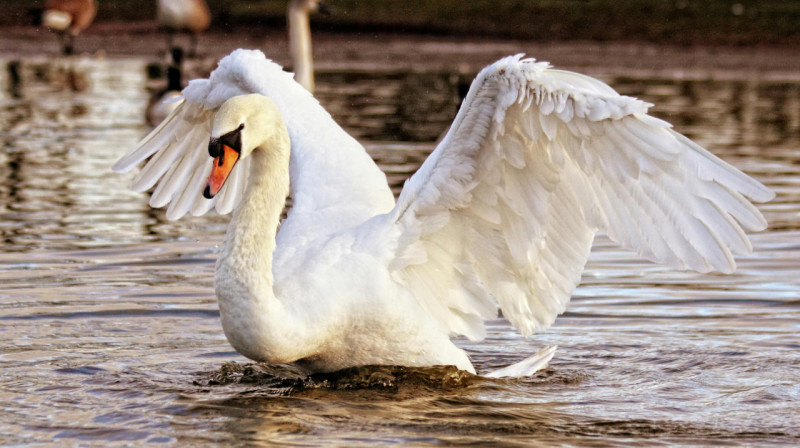 600 лебедей умерли в Мангистау, названа предварительная причина