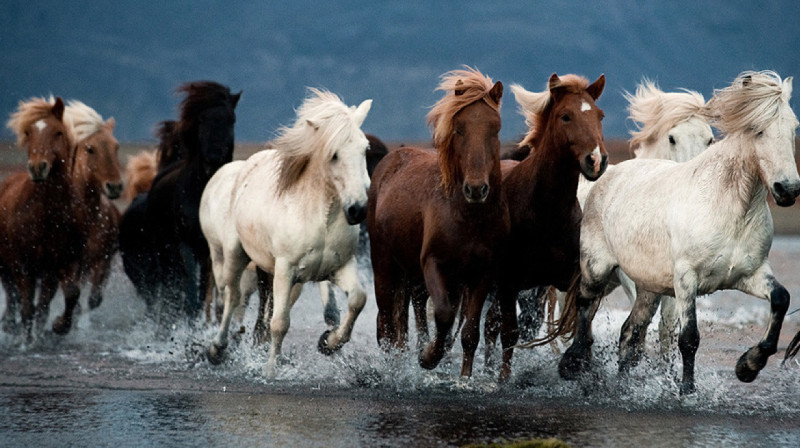 Казахстанцы подарили чемпиону мира по вольной борьбе табун лошадей