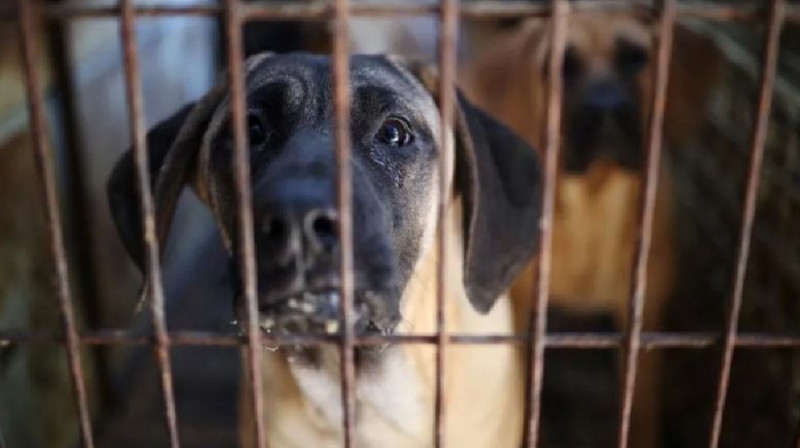 В Южной Корее официально запретят разводить собак на мясо