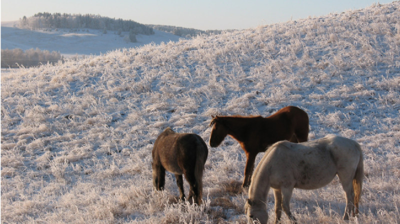 В Актюбинской области полицейские нашли пропавший табун лошадей (видео)