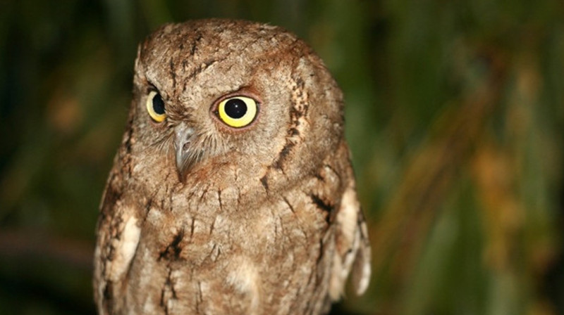 В Казахстане выбрали птицу года 2024