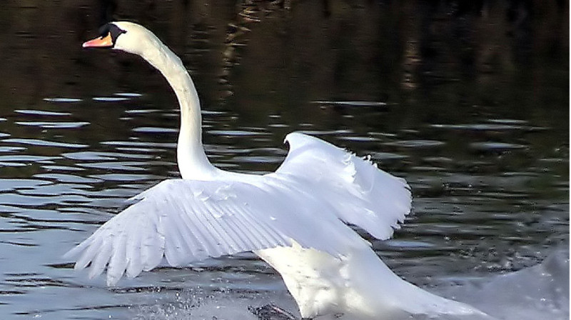 Слив сточных вод подтвердили в Rixos Aktau