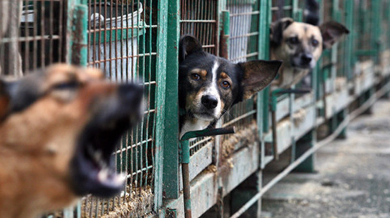 Астанинский акимат не позволит убить 3 тысячи собак из приюта