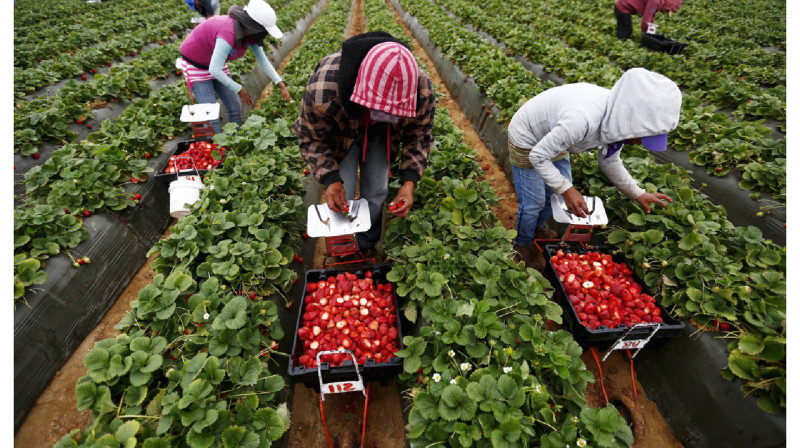 Казахстанцы смогут легально ездить на заработки в Великобританию