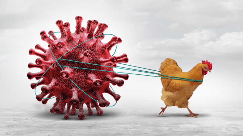 Жителей Мангистау предупредили о риске заразиться птичьим гриппом