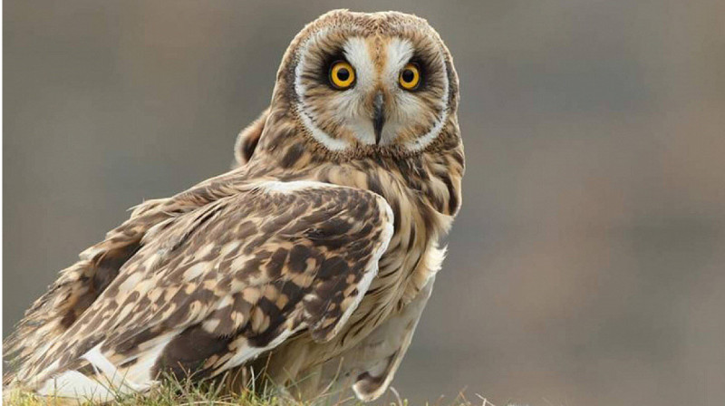 Сову спасли в Туркестанской области